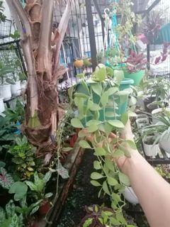 Dischidea hanging plant