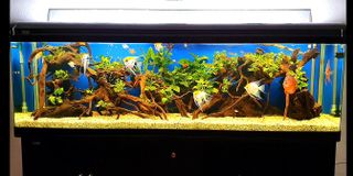 (Category: ) located in . Submitted by smilingbuddha9688 (Listing ID 1088730375, Image 1). Description: .