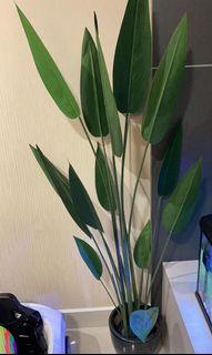 Plant