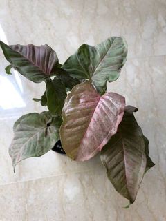 (Category: ) located in . Submitted by happyplanters (Listing ID 1088785735, Image 1). Description: .