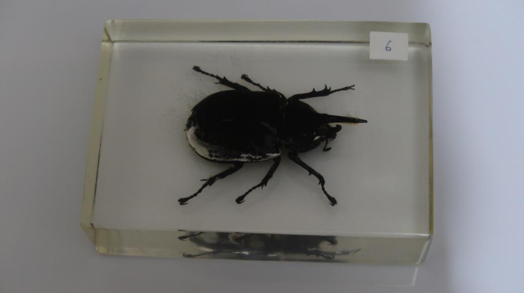 珍藏大甲蟲標本06 興趣及遊戲 手作 自家設計 其他 Carousell