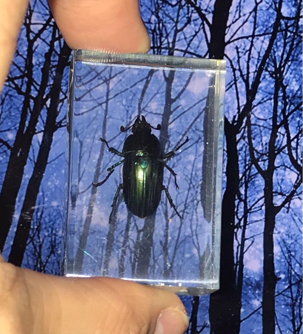 甲蟲標本 興趣及遊戲 收藏品及紀念品 古董收藏 Carousell