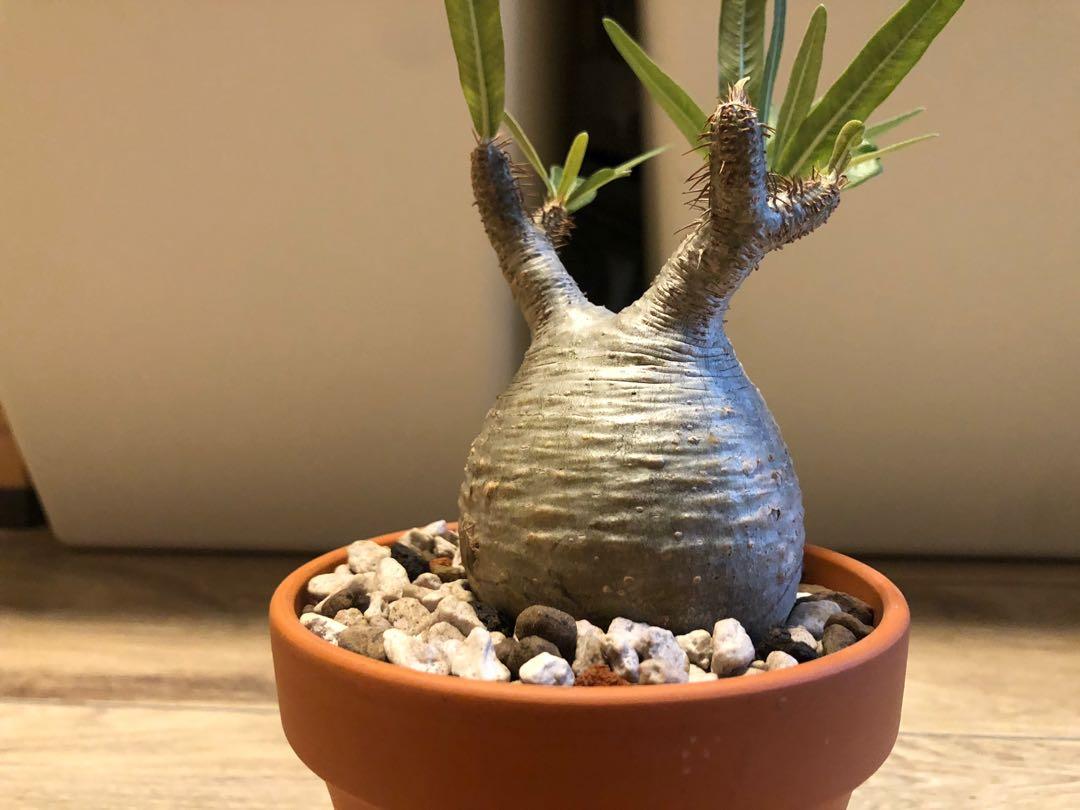 象牙宮塊根珍奇植物 傢俬 家居 Gardening Plants Carousell 象牙宮塊根珍奇植物 傢俬 家居 Gardening Plants Carousell
