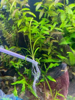 (Category: ) located in . Submitted by ahgaseeee (Listing ID 1088942894, Image 1). Description: .