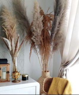 Pampas grass instocks