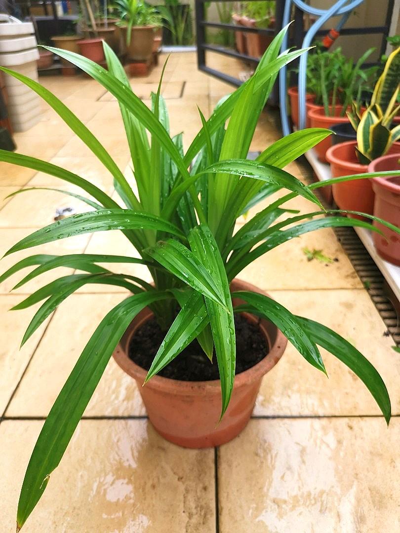 Pandan Leaves Plant Furniture Home Living Gardening Plants Seeds On Carousell