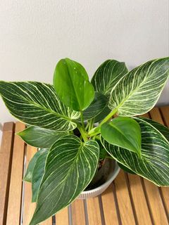 (Category: ) located in . Submitted by lifewithplants (Listing ID 1089088566, Image 1). Description: .