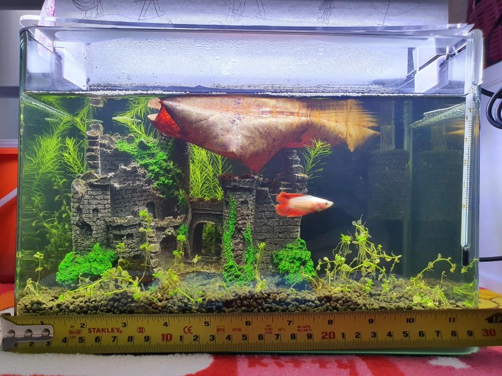Betta fish castle clearance