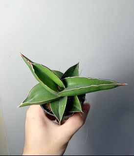 (Category: ) located in . Submitted by lifewithplants (Listing ID 1089066757, Image 1). Description: .