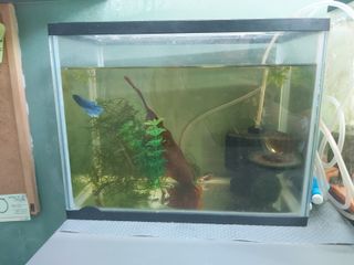 (Category: ) located in . Submitted by kennethtohke (Listing ID 1089190223, Image 1). Description: .