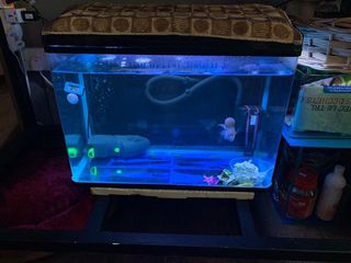 (Category: ) located in . Submitted by hirankaur (Listing ID 1089346012, Image 1). Description: .