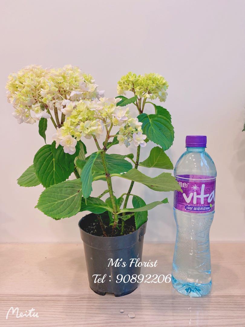 粉色雙托繡球花 90 花名 花手鞠 傢俬 家居 家居裝飾 人工植物盆栽on Carousell 粉色雙托繡球花 90 花名 花手鞠 傢俬 家居 家居裝飾 人工植物盆栽on Carousell