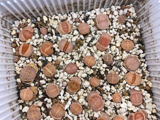 （分類：）位於 。 由 succulentplant 提交（商品編號 1089281636，圖片 1）。簡介： 。