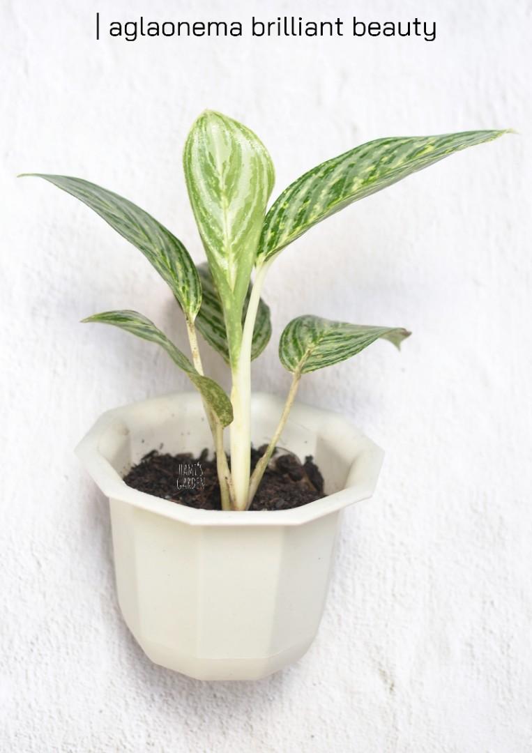 Aglaonema Brilliant Beauty (potted and fertilized; actual photo), Furniture  & Home Living, Gardening, Plants & Seeds on Carousell