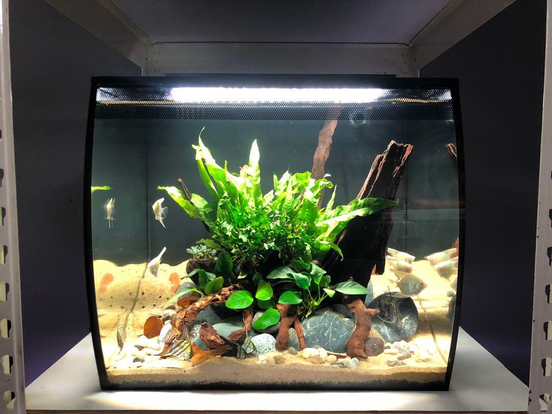 fluval flex aquascape