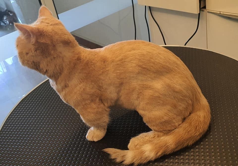 Cat Grooming (Free transport to Punggol, Sengkang, Hougang and East