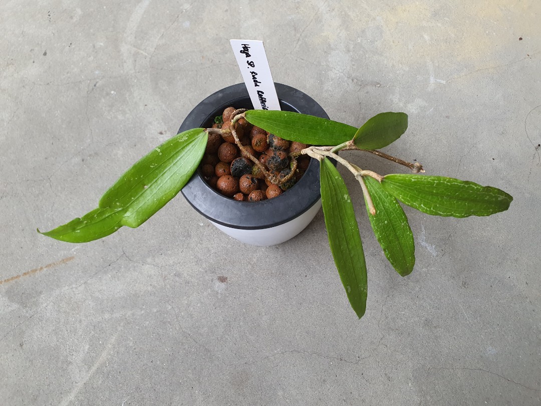 Hoya sp. rindu rafflesia, Furniture & Home Living, Gardening, Plants ...