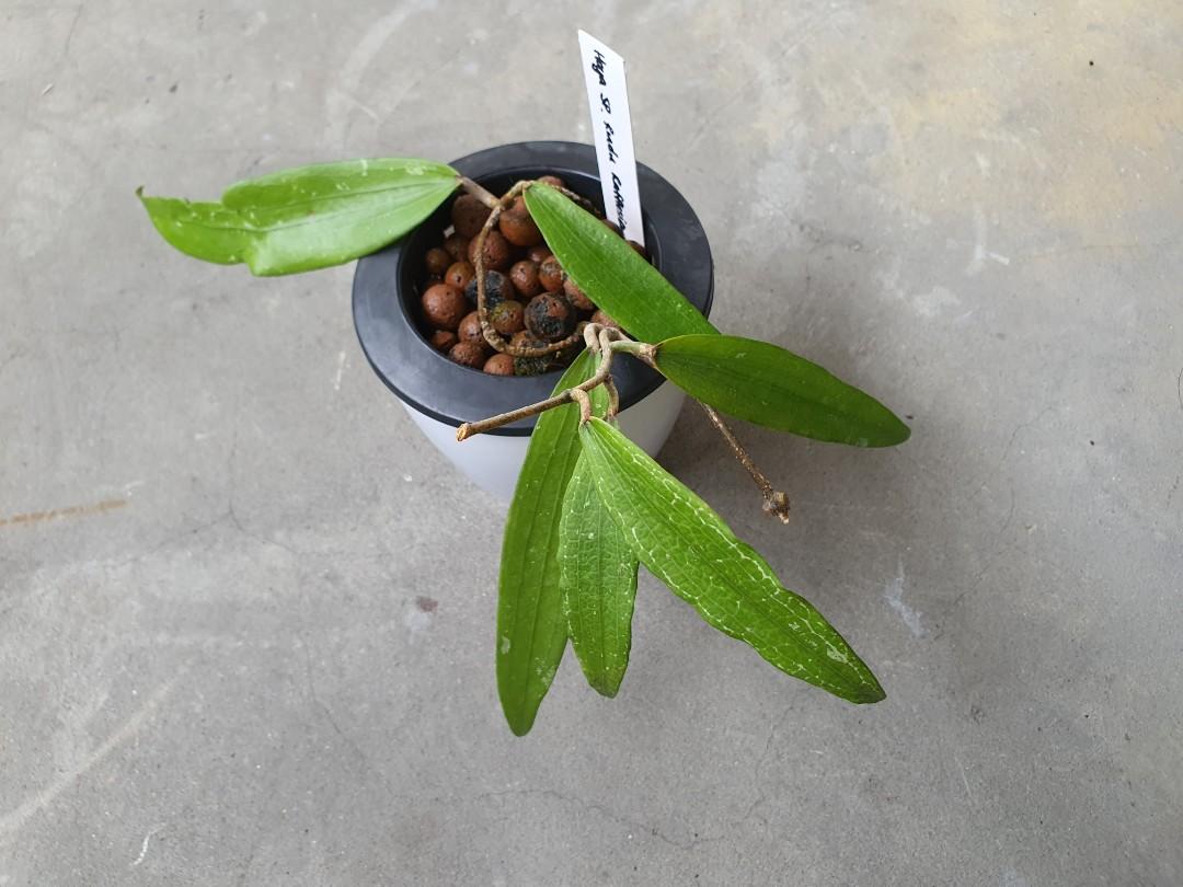 Hoya sp. rindu rafflesia, Furniture & Home Living, Gardening, Plants ...