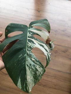 (Category: ) located in . Submitted by fuadzackaria (Listing ID 1089181171, Image 1). Description: .