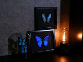 Real Blue Butterflies (Frame or Dome)