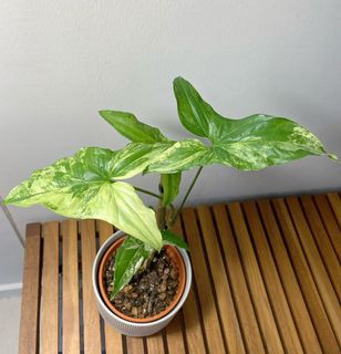 (Category: ) located in . Submitted by lifewithplants (Listing ID 1089287909, Image 1). Description: .