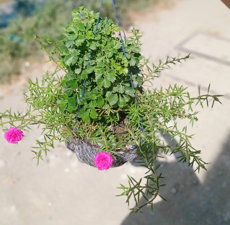 TAYTAY RIZAL FLOWER PLANTS, Furniture & Home Living, Gardening