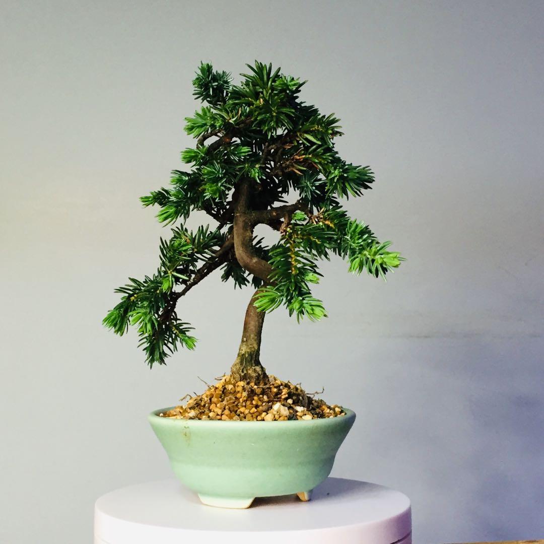Tosho Temple Juniper bonsai from Japan, Furniture & Home Living