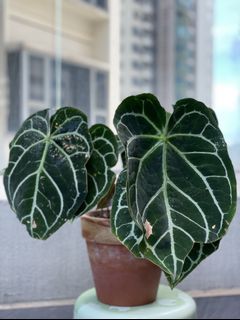 （分類：）位於 。 由 torplants 提交（商品編號 1087117583，圖片 1）。簡介： 。