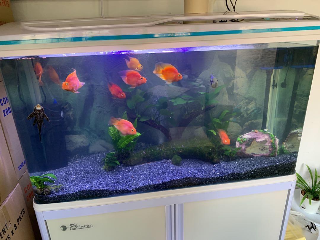 Parrot fish aquarium decoration 2025