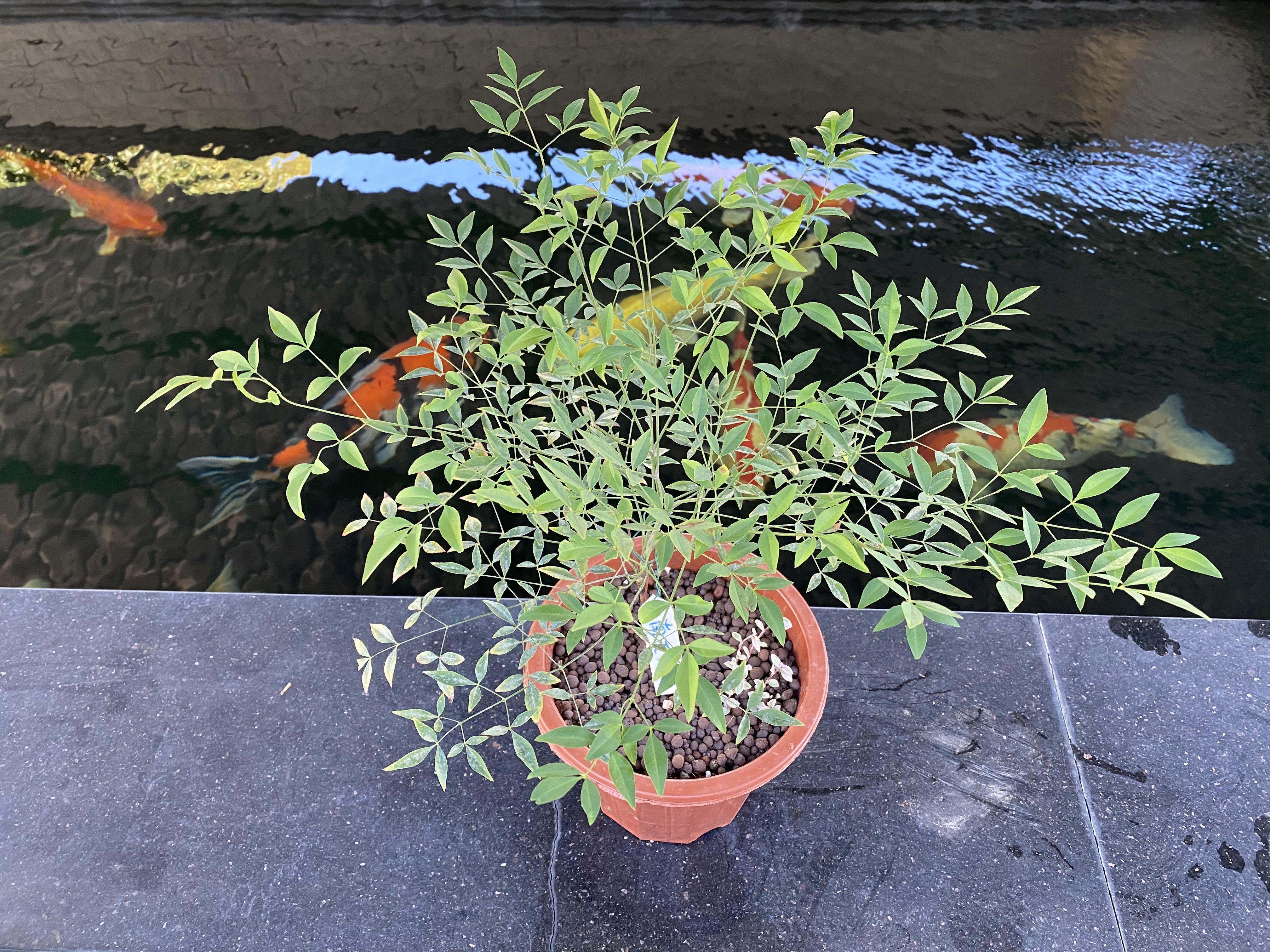 南天竹heavenly Bamboo 傢俬 家居 園藝 植物及種子on Carousell