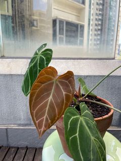 （分類：）位於 。 由 torplants 提交（商品編號 1087117107，圖片 1）。簡介： 。