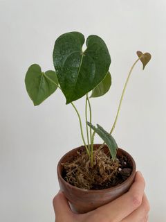 （分類：）位於 。 由 ronboss120 提交（商品編號 1089397604，圖片 1）。簡介： 。