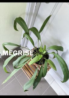 (Category: ) located in . Submitted by megrise (Listing ID 1089416398, Image 1). Description: .