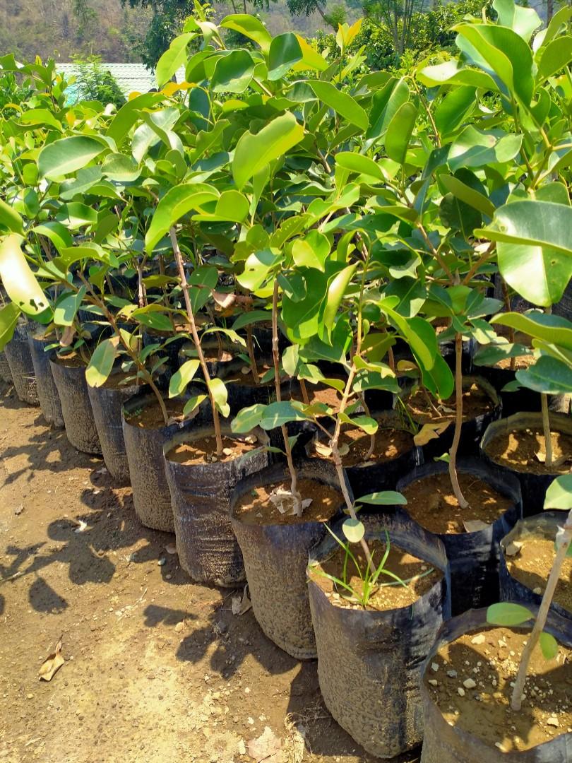 Duhat (seedless/giant), Furniture & Home Living, Gardening, Plants