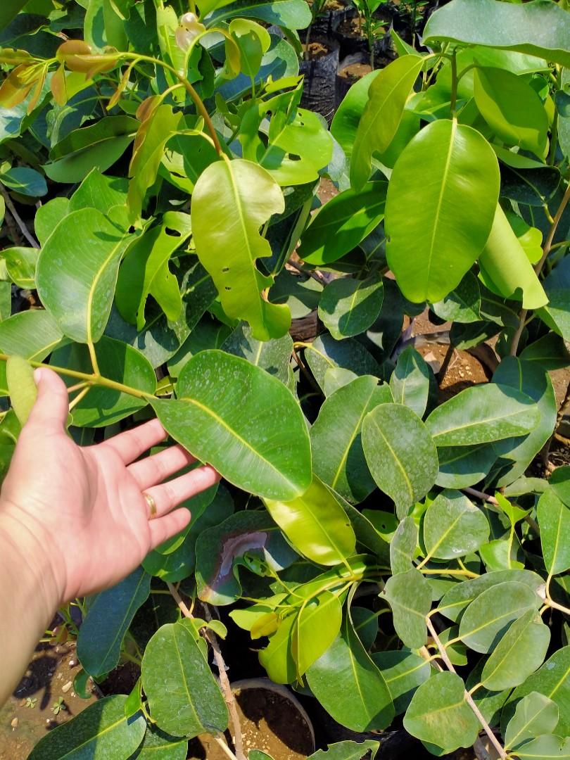 Duhat (seedless/giant), Furniture & Home Living, Gardening, Plants