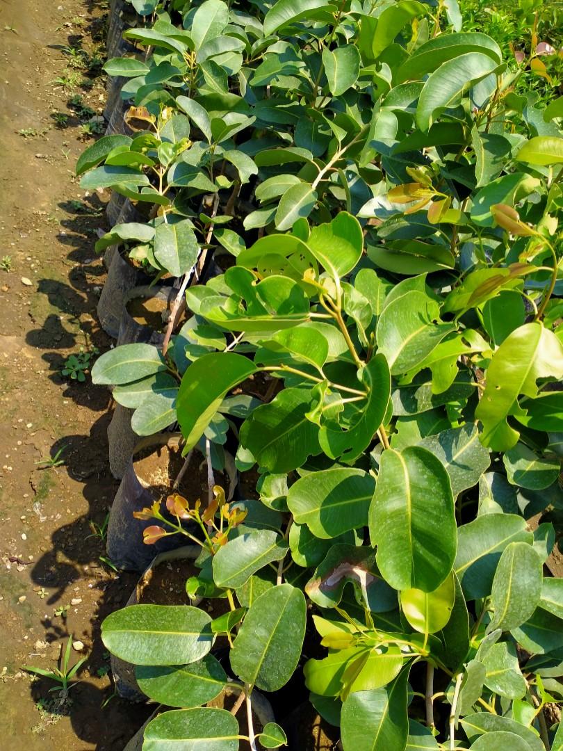 Duhat (seedless/giant), Furniture & Home Living, Gardening, Plants