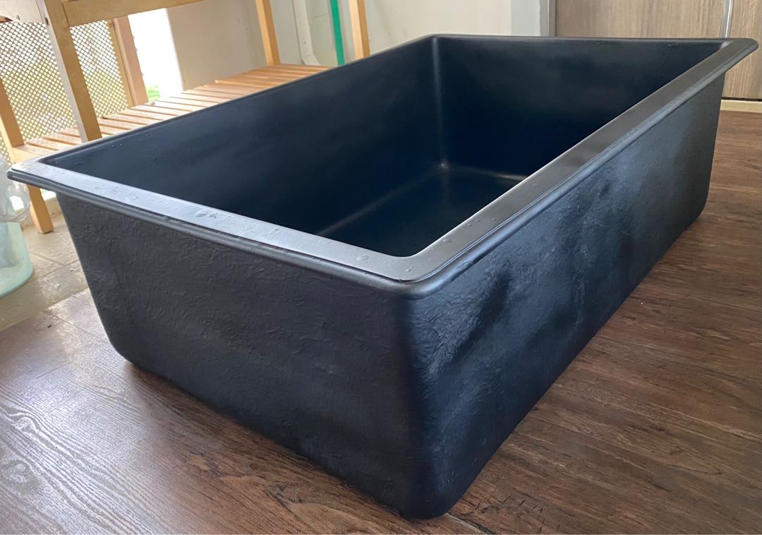 Pet Koi Fish Scalare pterophyllum ISBAGUS