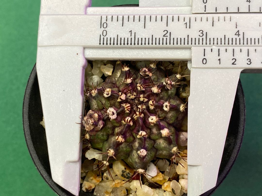 King Kong, Furniture & Home Living, Gardening, Plants & Seeds on Carousell