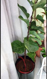 (Category: ) located in . Submitted by kapdubey (Listing ID 1089528123, Image 1). Description: .