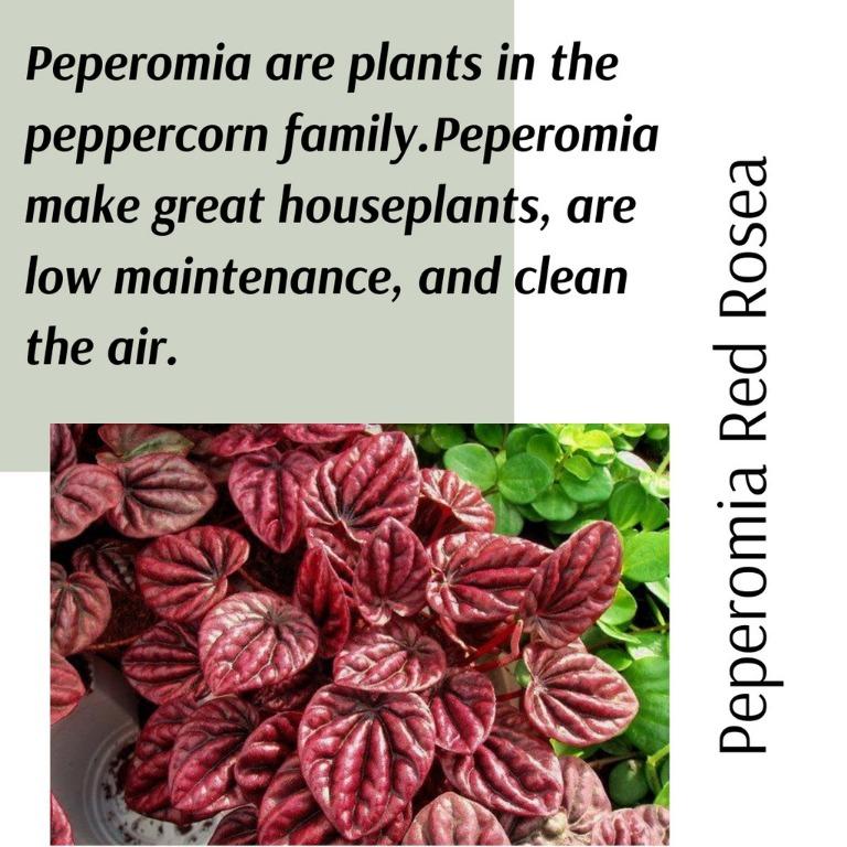 Real Plant Peperomia Red Rosea Caperata Burgundy Anak Pokok Hidup Hiasan Rumah Daun Merah Live Indoor Bunga Home Furniture Gardening On Carousell