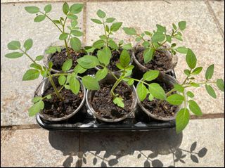 (Category: ) located in . Submitted by simplyseeds (Listing ID 1089393582, Image 1). Description: .