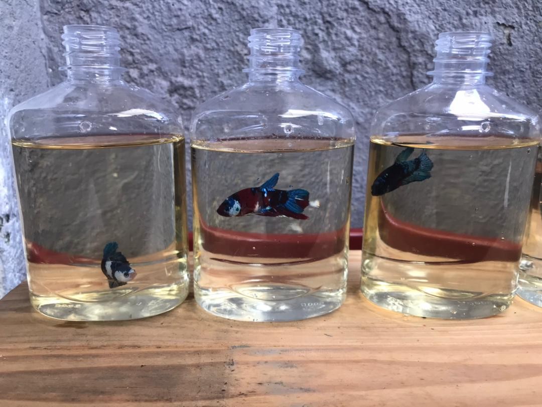 Fighter fish in bottle online