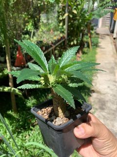 (Category: ) located in . Submitted by plantshopper (Listing ID 1089638439, Image 1). Description: .