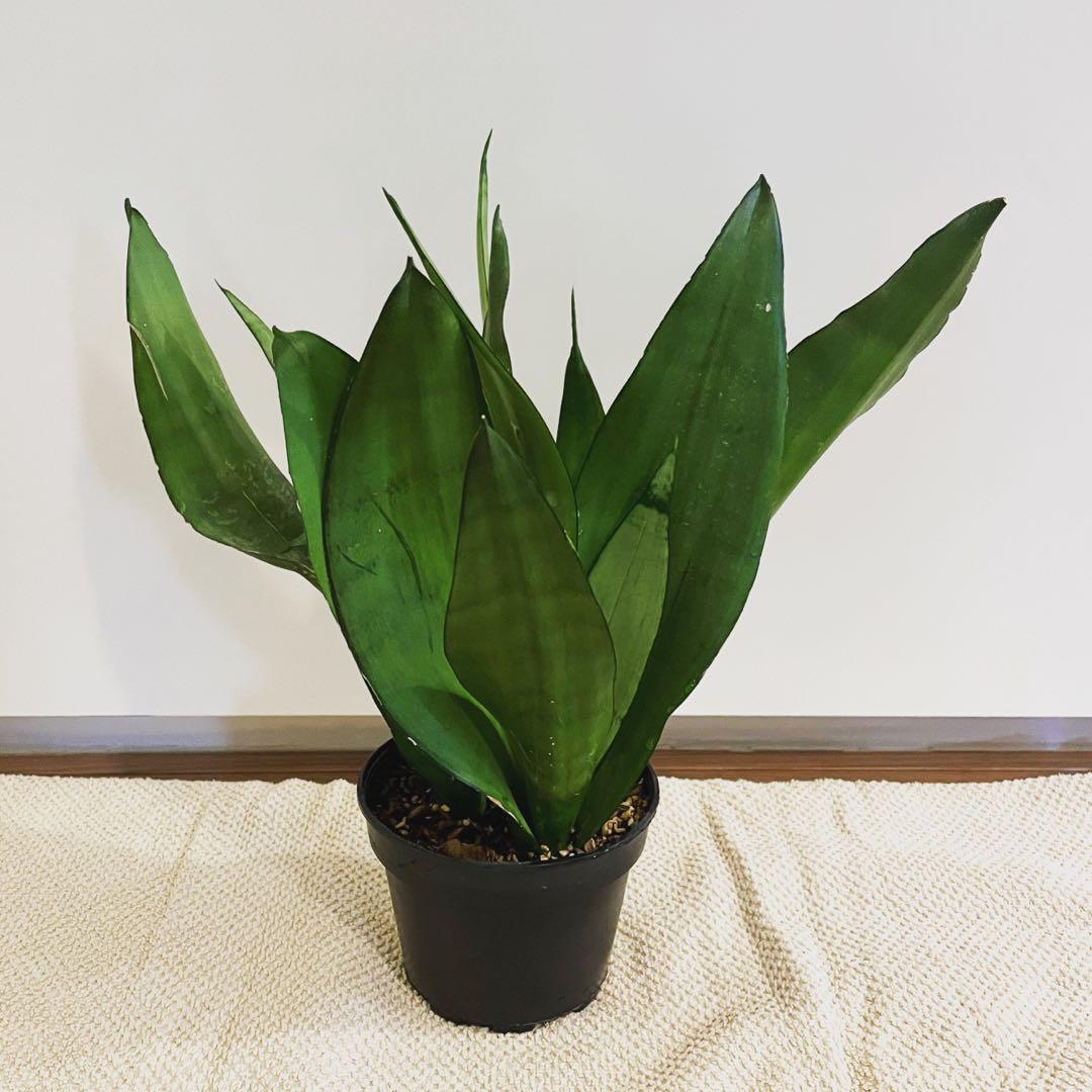 Moonshine Snake Plant Sansevieria Trifasciata Furniture Home Living Gardening Plants Seeds On Carousell