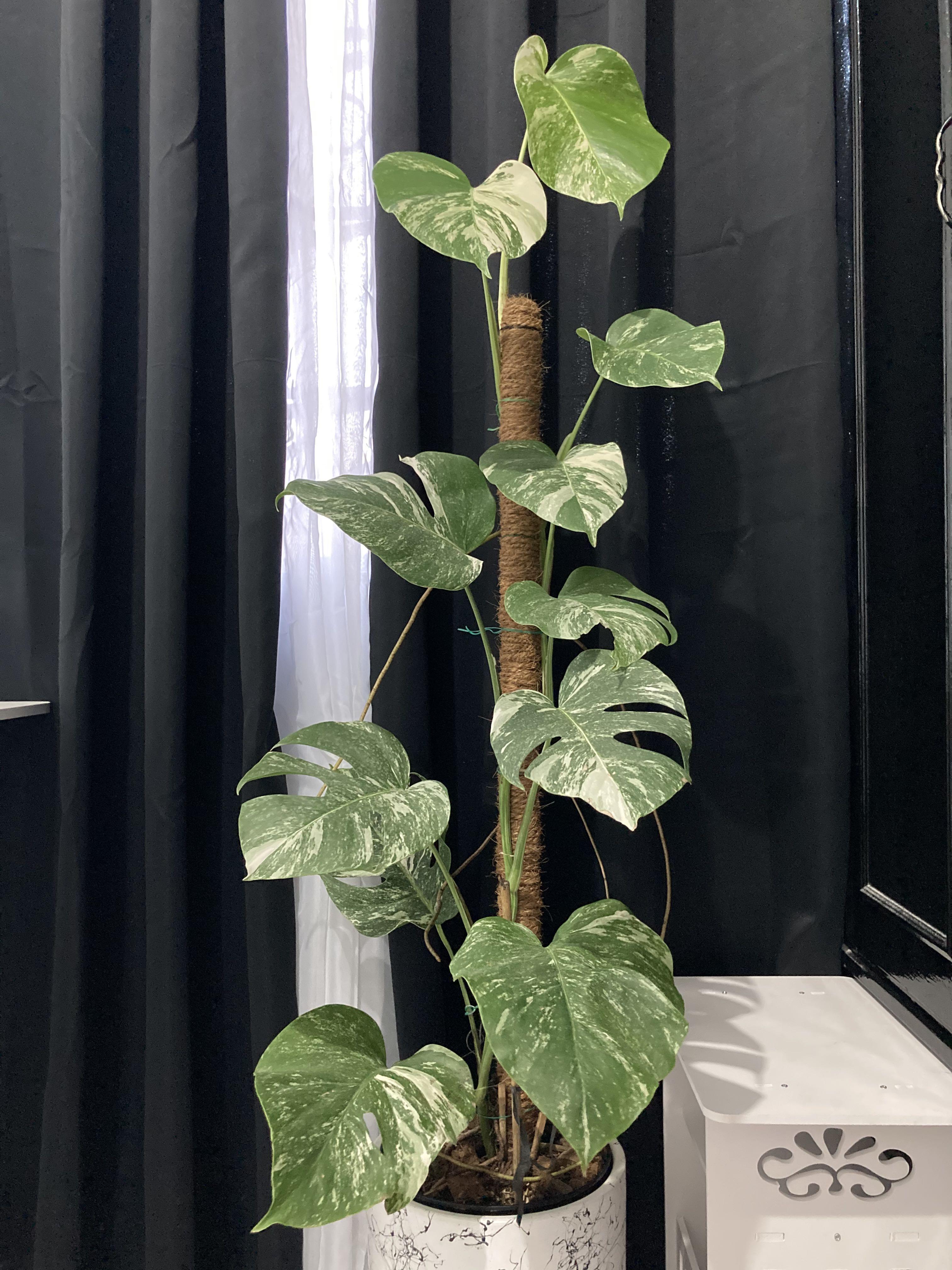 Monstera borsigiana Japanese white tiger, Furniture  Home Living,  Gardening, Plants  Seeds on Carousell
