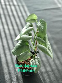 (Category: ) located in . Submitted by plant.etc (Listing ID 1089807970, Image 1). Description: .