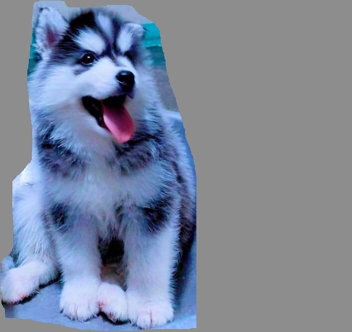 Wooly siberian husky breeders sales