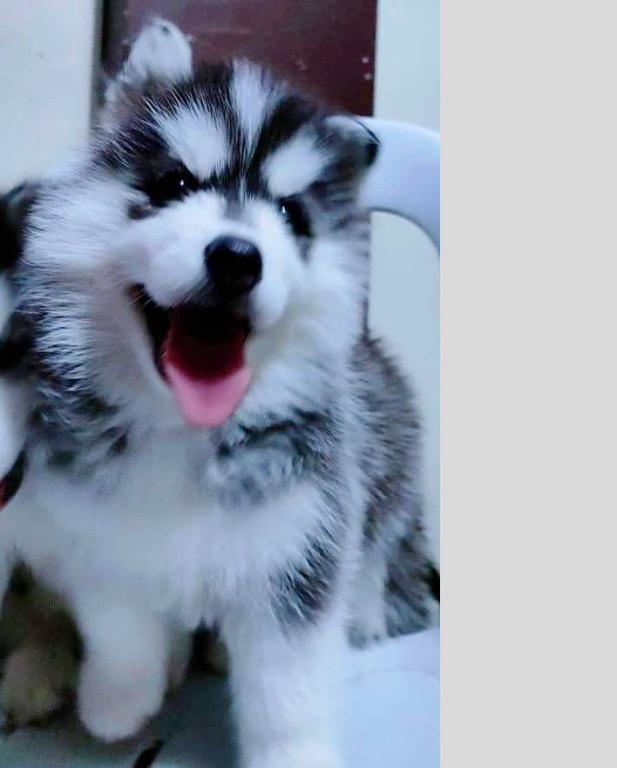 Wooly siberian husky deals puppies for sale