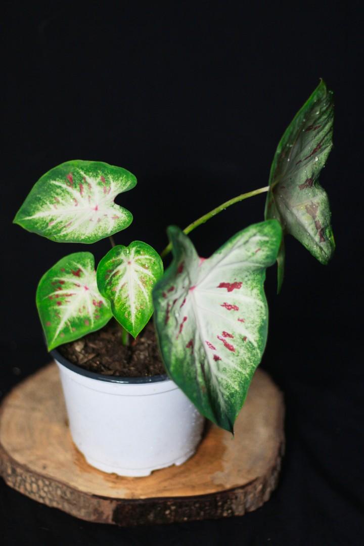 Caladium Gingerland (Category: Plants & Seeds) located in Taguig. Submitted by fernandcraft (Listing ID 1090221056, Image 2). Description: Prized for its vividly colored leaves, Caladium 'Gingerland' (Angel Wings) is a tuberous perennial with large, lance-shaped, creamy-white leaves adorned with cranberry freckles and dark green margins..