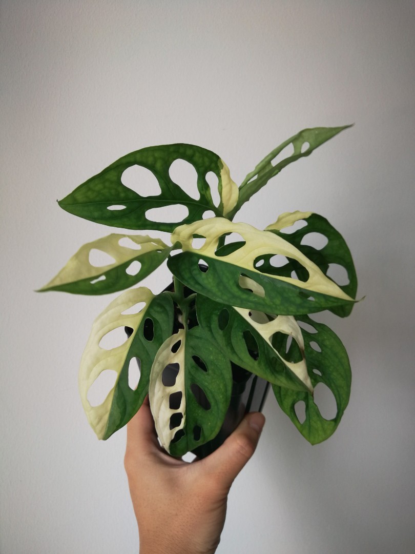Monstera Adansonii Variegated Furniture Home Living Gardening Plants Seeds On Carousell